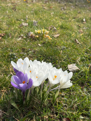IMG_5924.jpeg