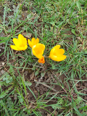 Crocus Cream Beauty im Rasen