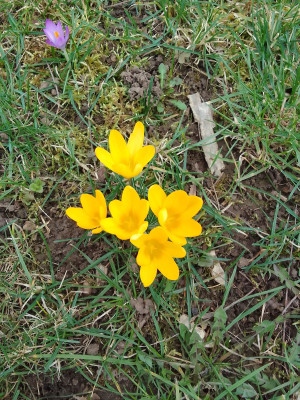 Crocus Cream Beauty im Rasen