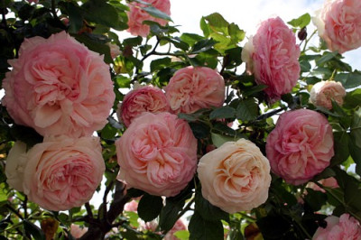 Eden_Rose_2.JPG