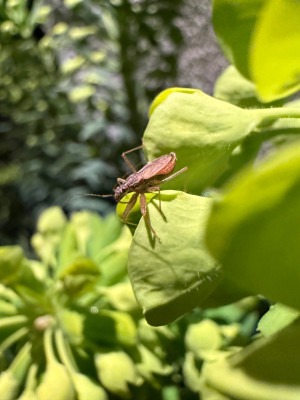 IMG_6033.jpeg
