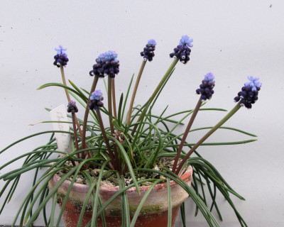 Muscari sivrihisardaghlarensis 12.03.26.JPG