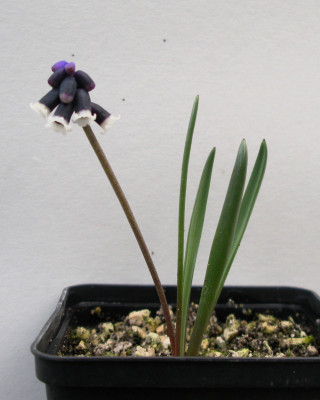 Muscari discolor 12.03.26.JPG