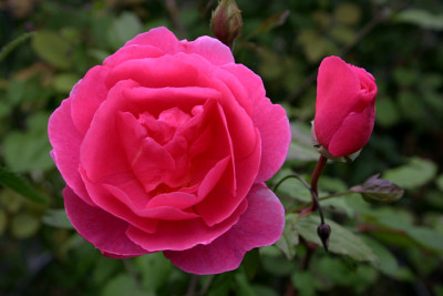 Rose_John_Clare0308.jpg