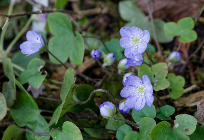 DSC_9888_DxO.jpg