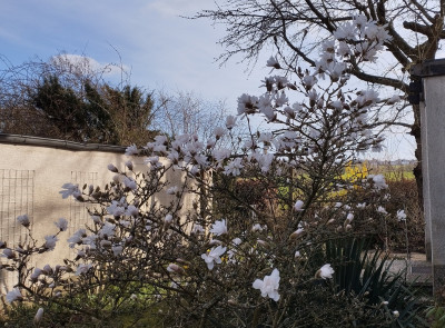 260312_Magnolie.jpg