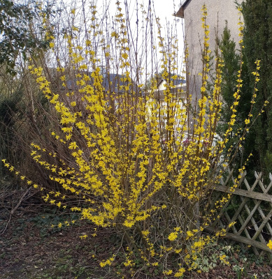260312_Forsythie.jpg