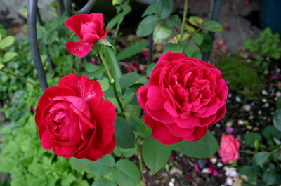 Rose_L.D.Braithwite0207.jpg