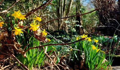 Gelb leuchtende Inseln im Garten