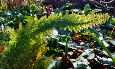 Wedel  aus 2025, Polystichum plumosum densum