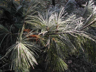 pinus_wallichiana_01.jpg