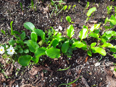 Sämlinge von Arum maculatum