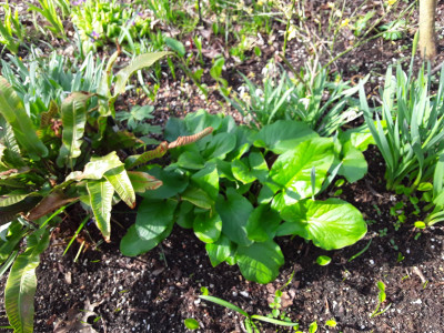Arum maculatum
