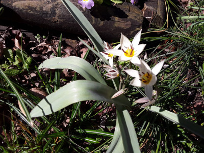 Tulipa
