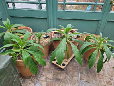 Echium p. von der Seite.jpg