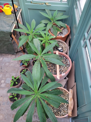 Echium p. von oben.jpg