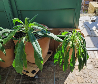 Echium p. Nachmittagssonne.jpg