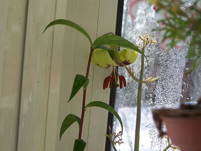 100_1674_LILIUM_nepalense___640.jpg