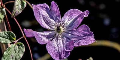 CLEMATIS VITICELLA VENOSA VIOLACEA 2.jpg