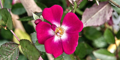ROSA LIBERTAS.jpg
