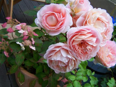 102_5212Small.JPG