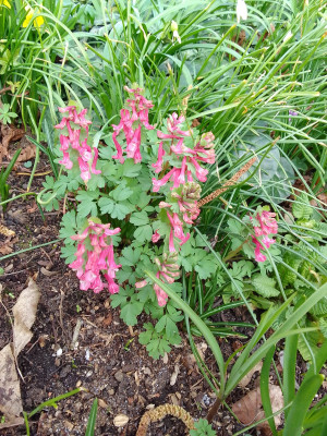 Corydalis solida ev. Beth Evans
