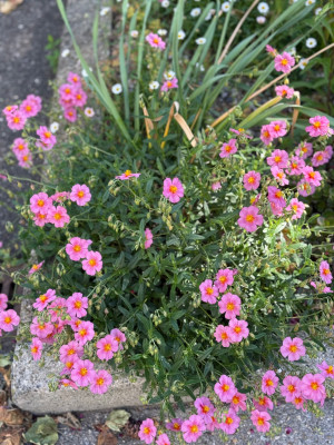 IMG_6693.jpeg