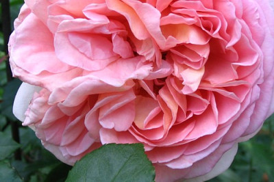 Abraham_Darby_2008.JPG