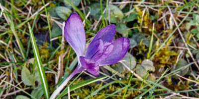 fruehblueher 6.jpg