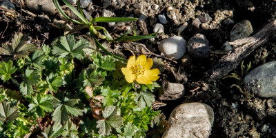 POTENTILLA CRANTZII GOLDRAUSCH 1.jpg