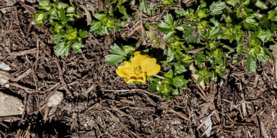 POTENTILLA CRANTZII GOLDRAUSCH 2.jpg