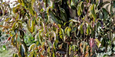 BIGNONIA CAPREOLATA 1.jpg