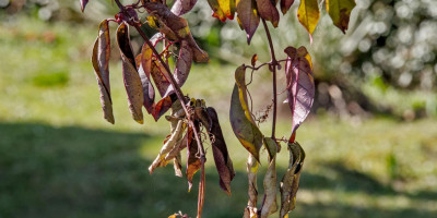 BIGNONIA CAPREOLATA 2.jpg
