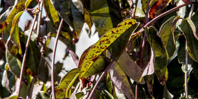 BIGNONIA CAPREOLATA 3.jpg