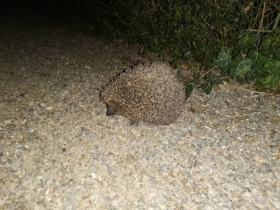 Igel 20260313.jpeg