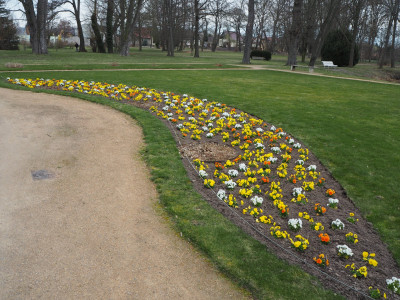 Blumenbeet 14.3.26 ue.JPG
