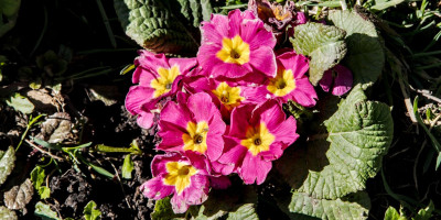 PRIMULA VULGARIS 1.jpg