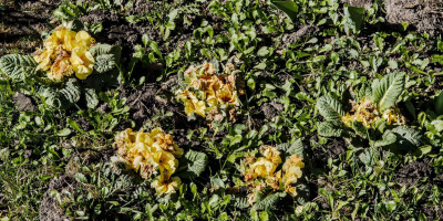 PRIMULA VULGARIS 2.jpg