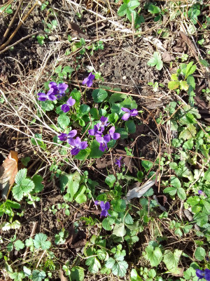 Viola ..
