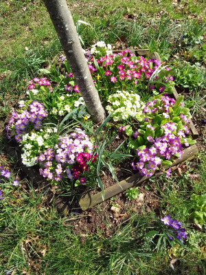 Diverse Primula vulgaris