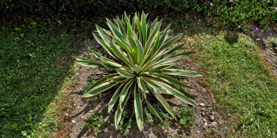 YUCCA GLORIOSA VARIEGATA.jpg