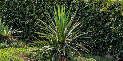 YUCCA RECURVIFOLIA X ARKANSANA.jpg