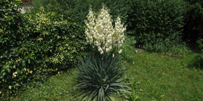 YUCCA GLORIOSA NOBILIS.jpg