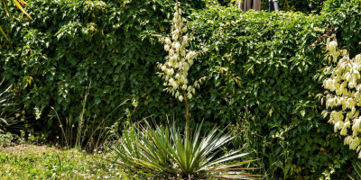 YUCCA RECURVIFOLIA X KARLSRUHENSIS.jpg