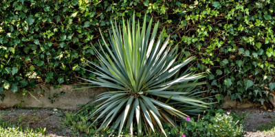 YUCCA FILAMENTOSA FLACCIDA X THOMPSONIANA.jpg