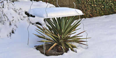 YUCCA GLORIOSA VARIEGATA.jpg