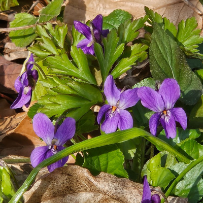 Viola Rhein 20260308_140158.jpg