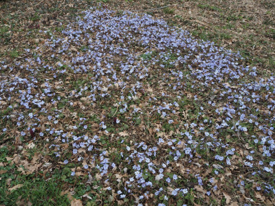 Hepatica 14.3.26 ue.JPG