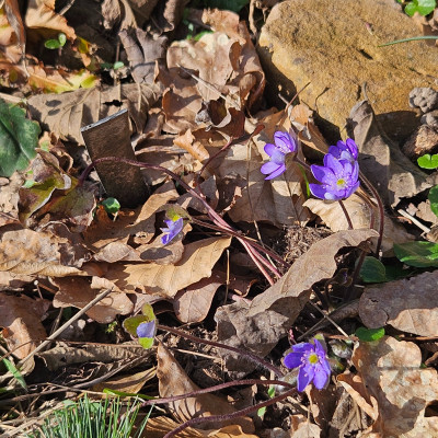 Hepatica nobilis Wühlmaus 20260305_144924.jpg