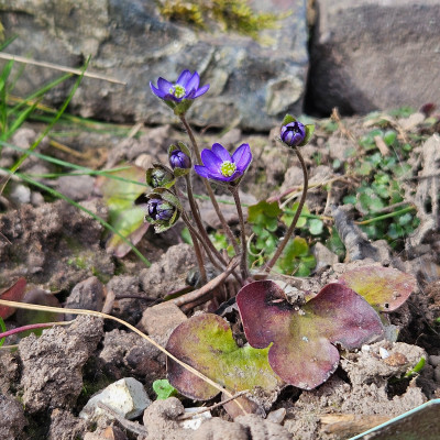 Hepatica nobilis Fritz II 20250311_134425.jpg